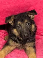 Male GERMAN SHEPHERD PUPPY , a male German Shepherd Dog for sale in Dearborn, MI – 1 of 1
