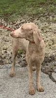 Gibbs, a male Poodle - Standard  for sale in Saint Joe, AR – 2 of 2