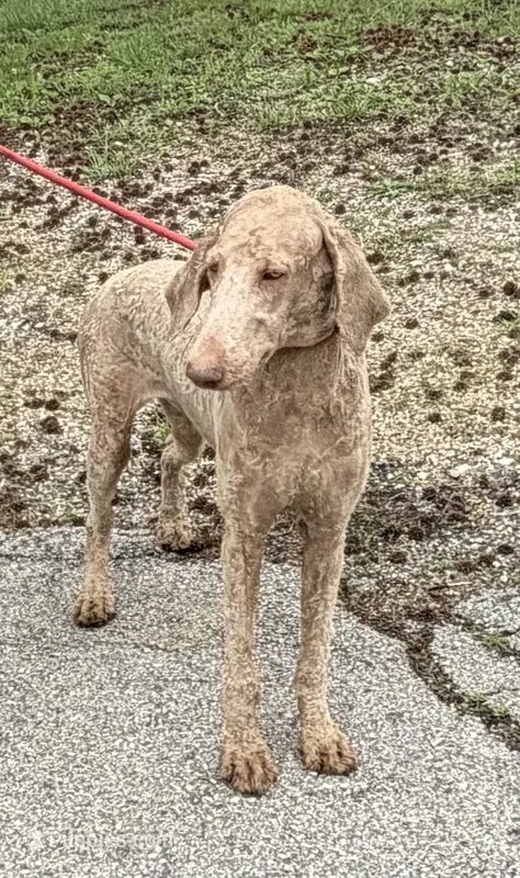 Gibbs – Poodle - Standard  puppy for sale in Saint Joe, AR