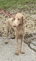 Gibbs, a male Poodle - Standard  for sale in Saint Joe, AR – 1 of 2