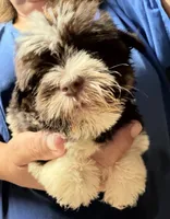 Dark liver Parti girl, a female Miniature Schnauzer for sale in Saint Joe, AR – 3 of 4