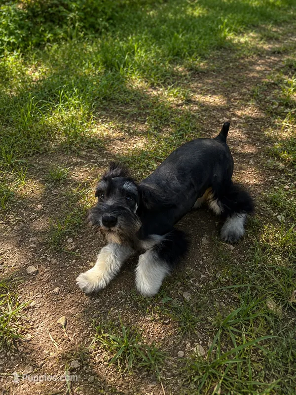 Buddy – Miniature Schnauzer puppy on hold in Saint Joe, AR