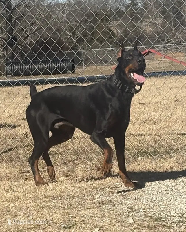 Red / rust female – Doberman Pinscher puppy for sale in Saint Joe, AR