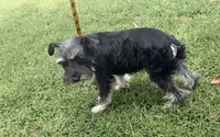 Zekee , a male Miniature Schnauzer for sale in Saint Joe, AR – 2 of 3