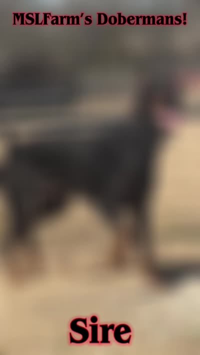 Doberman female, a female Doberman Pinscher for sale in Saint Joe, AR – 2 of 2