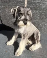 Spice, a male Miniature Schnauzer for sale in Saint Joe, AR – 2 of 7