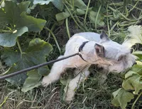 Cloud, a male Miniature Schnauzer for sale in Saint Joe, AR – 2 of 9
