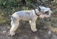 Cloud, a male Miniature Schnauzer for sale in Saint Joe, AR – 5 of 9