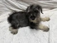 Little boy, a male Miniature Schnauzer for sale in Saint Joe, AR – Photo 2 of 3