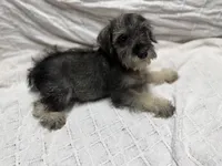 Little boy, a male Miniature Schnauzer for sale in Saint Joe, AR – Photo 3 of 3