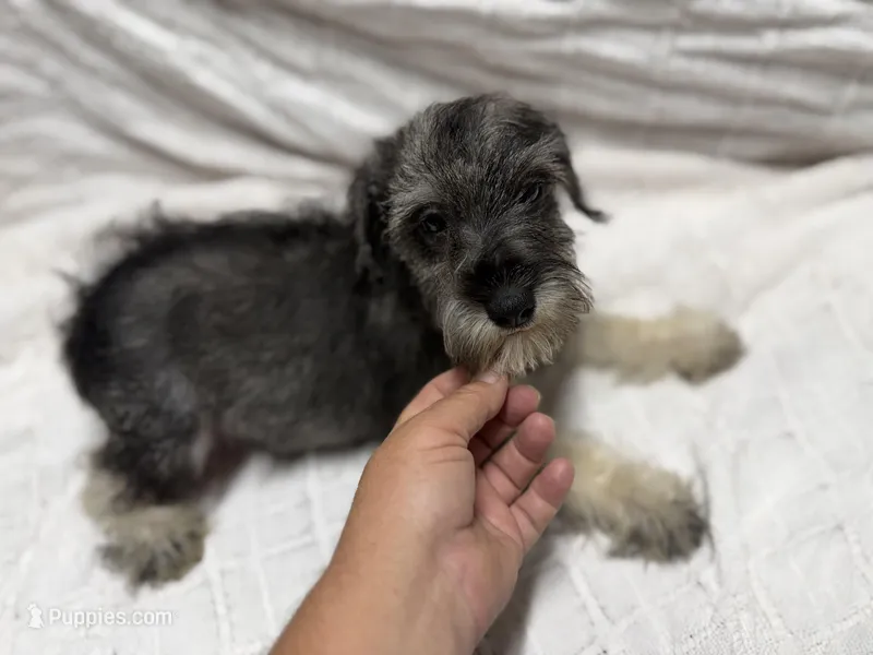 Little boy – Miniature Schnauzer puppy for sale in Saint Joe, AR