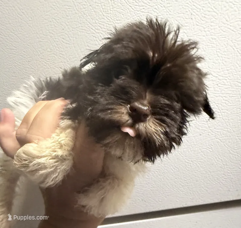Dark. Liver girl – Miniature Schnauzer puppy for sale in Saint Joe, AR