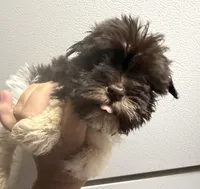 Dark. Liver girl, a female Miniature Schnauzer for sale in Saint Joe, AR – 1 of 3