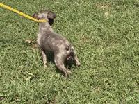 Coco, a male Miniature Schnauzer for sale in Saint Joe, AR – 2 of 4