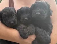 Black Giant schnauzer , a male Giant Schnauzer for sale in Saint Joe, AR – 3 of 3