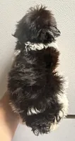 Dark. Liver girl, a female Miniature Schnauzer for sale in Saint Joe, AR – 3 of 3