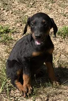 Doberman female!, a female Doberman Pinscher for sale in Saint Joe, AR – 3 of 4