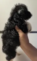 Black/white boy, a male Miniature Schnauzer for sale in Saint Joe, AR – 2 of 6