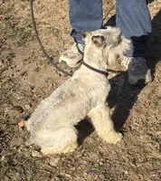 Cloud, a male Miniature Schnauzer for sale in Saint Joe, AR – 9 of 9