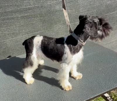 Sugar , a female Miniature Schnauzer for sale in Saint Joe, AR – 2 of 3