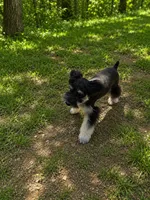 Buddy, a male Miniature Schnauzer for sale in Saint Joe, AR – 2 of 3