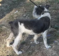 Spots , a male Miniature Schnauzer for sale in Saint Joe, AR – 3 of 4