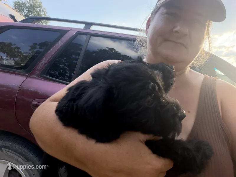 Male! – Scottish Terrier puppy for sale in Saint Joe, AR