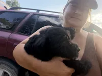 Male!, a male Scottish Terrier for sale in Saint Joe, AR – 1 of 2