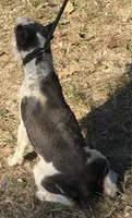 Spots , a male Miniature Schnauzer for sale in Saint Joe, AR – 2 of 4