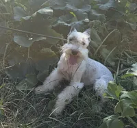 Cloud, a male Miniature Schnauzer for sale in Saint Joe, AR – 1 of 9