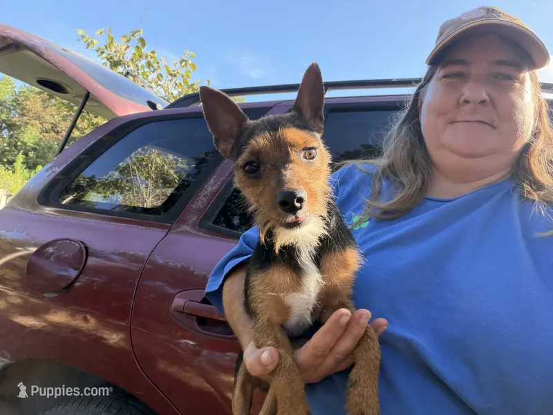 Little man – Miniature Pinscher, Yorkshire Terrier puppy for sale in Saint Joe, AR