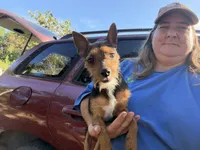 Little man, a male Miniature Pinscher and Yorkshire Terrier for sale in Saint Joe, AR – 1 of 2