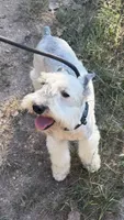Cloud, a male Miniature Schnauzer for sale in Saint Joe, AR – 7 of 9