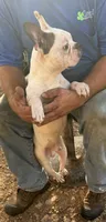 Harley , a male French Bulldog for sale in Saint Joe, AR – 2 of 3