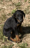 Doberman female!, a female Doberman Pinscher for sale in Saint Joe, AR – 2 of 4