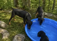 Female, a female Doberman Pinscher for sale in Saint Joe, AR – 2 of 2