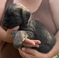 Pepper / Salt , a male Giant Schnauzer for sale in Saint Joe, AR – 2 of 2