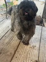 Ace, a male Shih Tzu for sale in Saint Joe, AR – 2 of 3