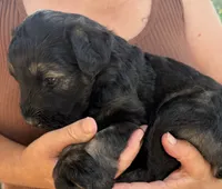 Black/ silver, a male Giant Schnauzer for sale in Saint Joe, AR – 2 of 2