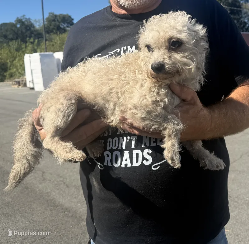 Sweets – Poodle - Toy  puppy for sale in Saint Joe, AR