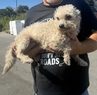 Sweets, a male Poodle - Toy  for sale in Saint Joe, AR – 1 of 1
