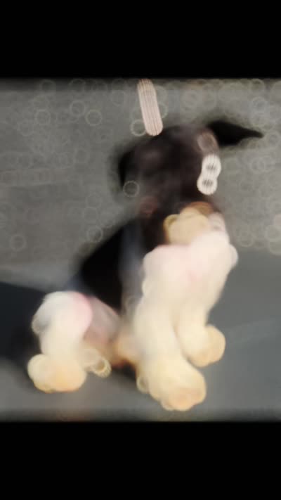 Sugar , a female Miniature Schnauzer for sale in Saint Joe, AR – 3 of 3