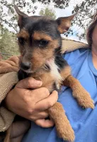Baby girl, a female Miniature Pinscher and Poodle - Toy  for sale in Saint Joe, AR – 2 of 2