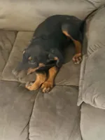 Black male, a male Doberman Pinscher for sale in Saint Joe, AR – 2 of 2