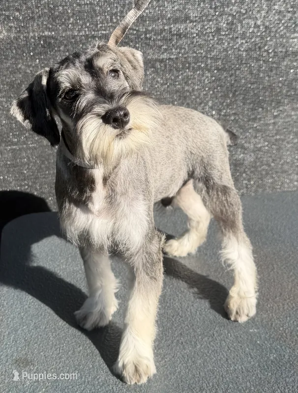 Spice – Miniature Schnauzer puppy for sale in Saint Joe, AR