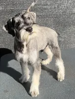Spice, a male Miniature Schnauzer for sale in Saint Joe, AR – 1 of 7