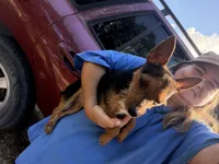 Little man, a male Miniature Pinscher and Yorkshire Terrier for sale in Saint Joe, AR – 2 of 2
