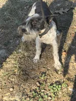 Spots , a male Miniature Schnauzer for sale in Saint Joe, AR – 4 of 4