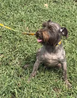 Coco, a male Miniature Schnauzer for sale in Saint Joe, AR – 3 of 4