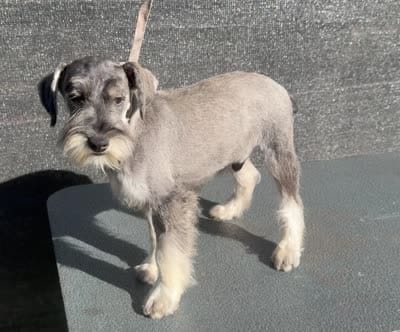 Spice, a male Miniature Schnauzer for sale in Saint Joe, AR – 6 of 7